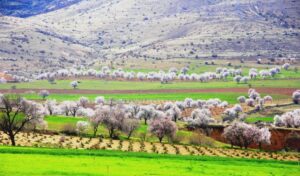 Mardin Yeşilli’de renk cümbüşü