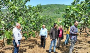 ‘Bursa Siyah İnciri’ne yerinde teknik inceleme