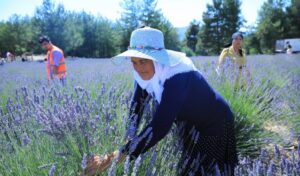 Muğla’nın Lavanta Bahçesi ziyarete açılıyor