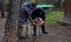 Osmangazi’de başıboş köpek mesaisi